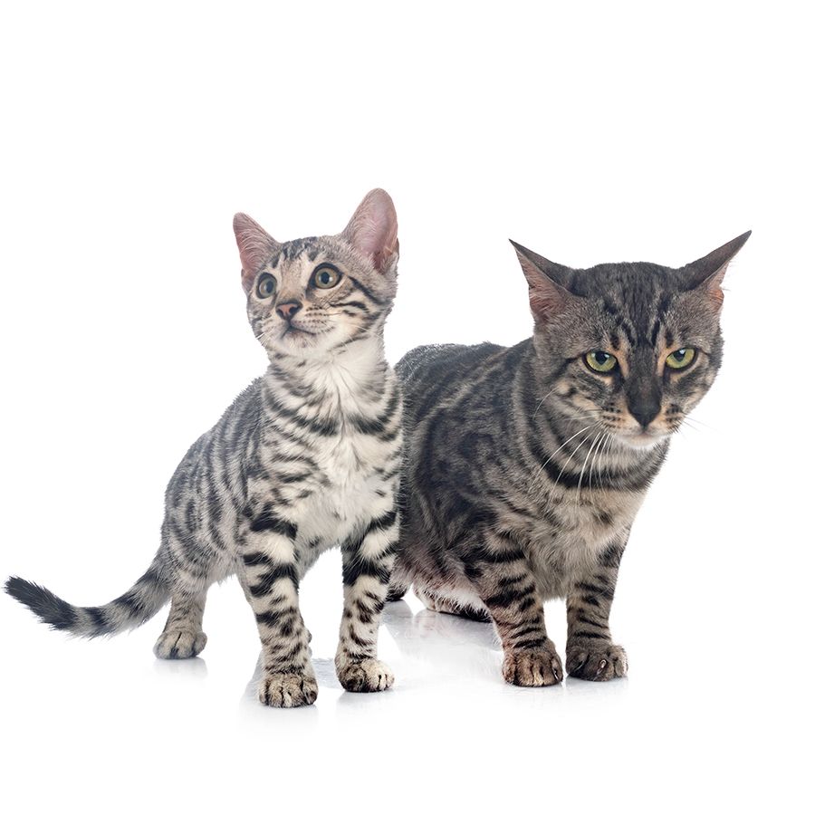 Piensos, alimentos, premios y juguetes para gatos