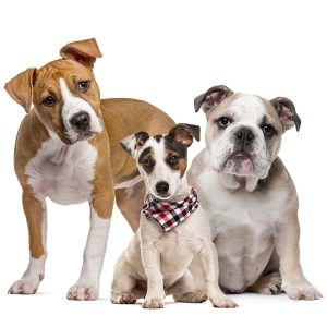 Piensos, alimentos, premios y juguetes para perros