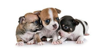 Servicio de veterinaria Sevilla. Planes de Salud para tu perro.