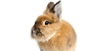 Servicio de veterinaria Sevilla. Plane de Salud conejo.